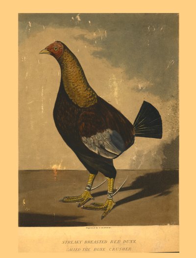 Streaky Breasted Red Dunn. Called the Bone Crusher, 19th century by C R Stock