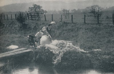 Sheep Shearing by C. Reid