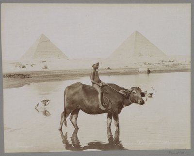 Boy on a Buffalo with Two Pyramids in the Background in Egypt by C. and G. Zangaki