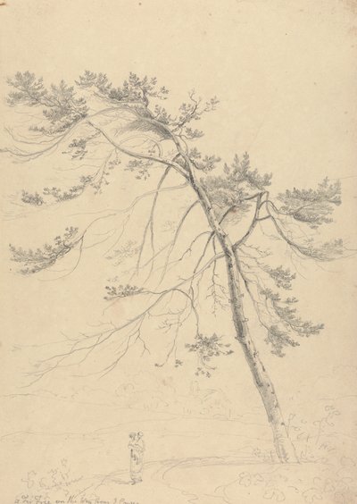 A Fir Tree on the Way from East Cowes by Capt. Thomas Hastings