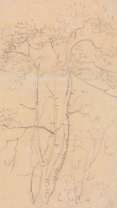 Sketch of Trees, Shorwell, Isle of Wight by Capt. Thomas Hastings