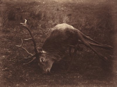 Dead Stag by Captain Horatio Ross