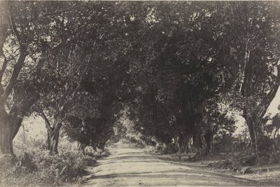 Avenue of the Banian Trees, Seringham, India, 1858 by Captain Linnaeus Tripe
