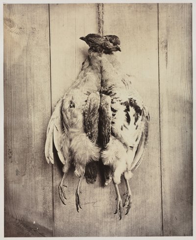 Partridges (recto), L.D. Campbell