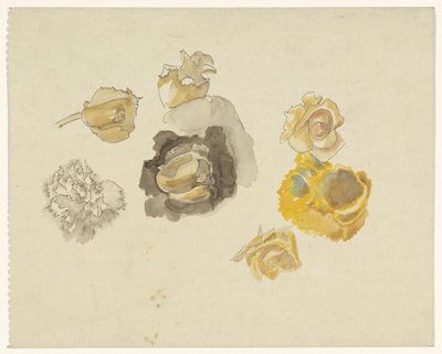 Studies of Yellow Flowers by Carel Adolph Lion Cachet