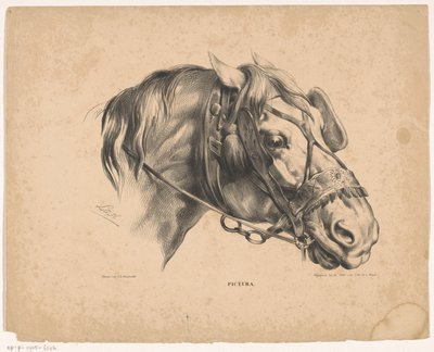 Horse Head with Bridle by Carel Christiaan Antony Last
