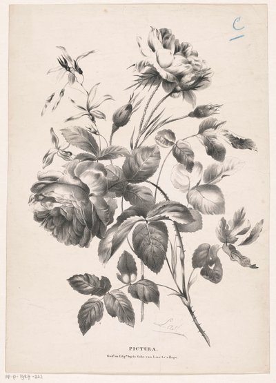 Two Roses by Carel Christiaan Antony Last