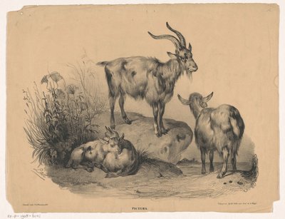 Four Goats (Pictura) by Carel Christiaan Antony Last
