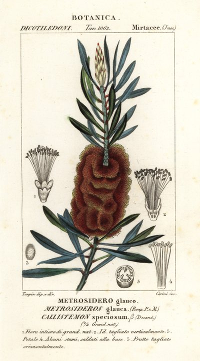 Albany bottlebrush by Carini Carini