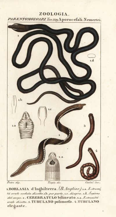 Bootlace Worm, Lineus longissimus 1, Borlasia angliae 1, Proboscis Worm, Cerebratulus bilineatus 2, Cerebratulus bilineatus 2, Ribbon Worm, Tubulanus polimorphus 3, Tubulanus elegans 4 by Carini Carini