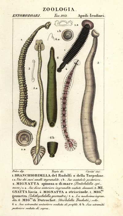 Fish leech and freshwater leeches: Branchiobdellida, Pontobdella spinosa, Whitmania laevis, Hirudo vittata, Piscicola geometra, Ichthyobdella geometra, Geobdella trochetii by Carini Carini