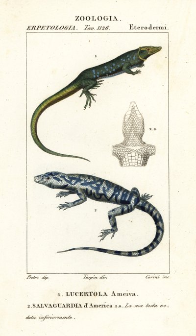 Jungle-runner, Ameiva ameiva, and golden tegu, Tupinambis teguixin by Carini Carini