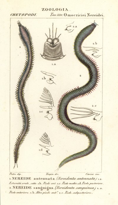 Leodice antennata and Eunice sanguinea by Carini Carini
