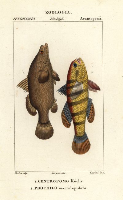 Nile perch and sleeper fish or gudgeon by Carini Carini