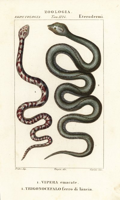 Ring-necked Spitting Cobra, Hemachatus haemachatus 1, and Martinique Lancehead, Bothrops lanceolatus 2 by Carini Carini
