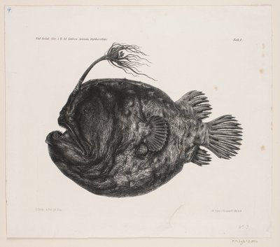 Natural History Drawing by Carl Christian Larsen Cordts