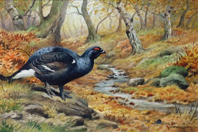 Black Cock Grouse by a Stream by Carl Donner