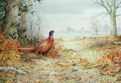 Cock Pheasant by Carl Donner
