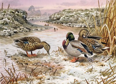 Mallards in a Quiet Corner by Carl Donner