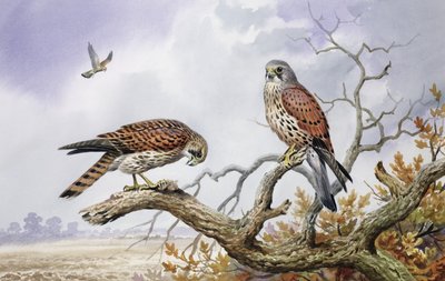 Pair of Kestrels by Carl Donner