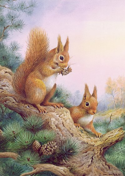 Pair of Red Squirrels on a Scottish Pine by Carl Donner