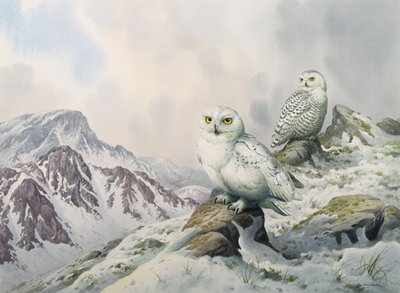 Pair of Snowy Owls in the Snowy Mountains, Australia by Carl Donner
