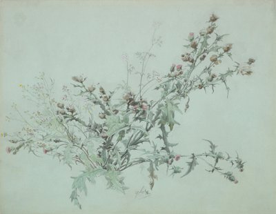 Study of a Flowering Thistle by Carl Georg Anton Graeb