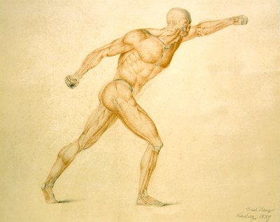 Anatomical Musculature of a Man in Full Stretch by Carl Haag