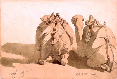 Study of Camels by Carl Haag