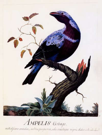 Ampelis cotinga (Cotinga cotinga), Purple-breasted Cotinga by Carl Linnaeus