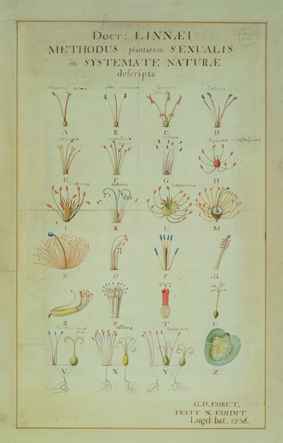 Illustration of the Linnean Plant Sexual System by Carl Linnaeus