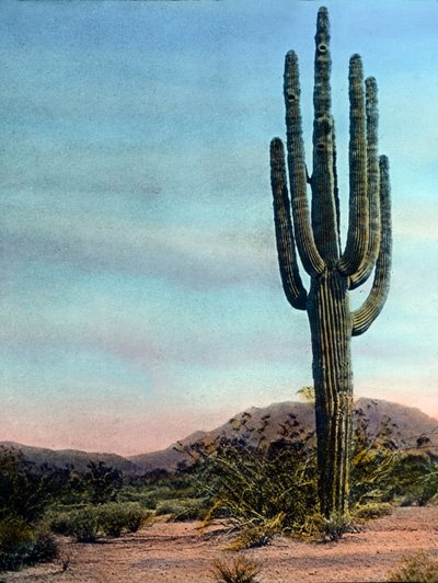 Giant Cactus in the Sonora desert, Arizona, circa 1920 by Carl Simon