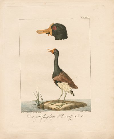 The Yellow-Winged Jacana by Carl Wilhelm Hahn