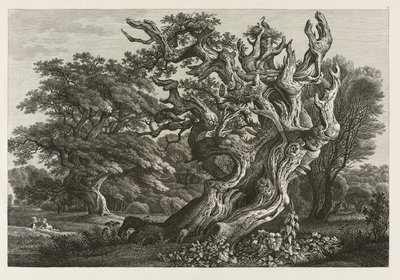 Fantastic Large Oak Tree with a Stork