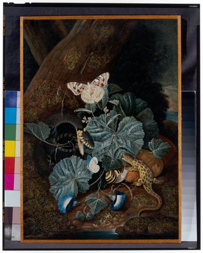 Forest Floor Still Life with Snails, Snakes, Lizards and Butterflies by Carl Wilhelm de Hamilton