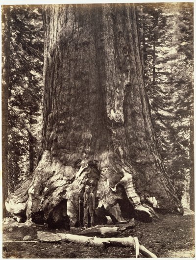 Base of the Grizzly Giant, from The Yosemite Book: A Description of the Yosemite Valley and the Adjacent Region of the Sierra Nevada, and of the Big Trees of California by Carleton E. Watkins