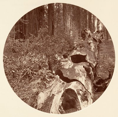 Auld Reckie - C. Grove by Carleton Emmons Watkins