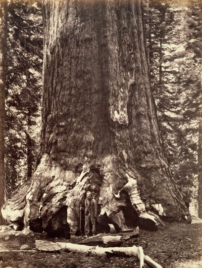 Base of the Grizzly Giant, Giant Sequoia tree, Yosemite, California by Carleton Emmons Watkins