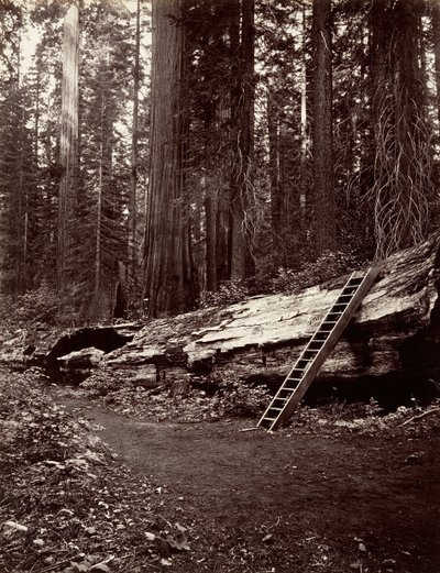 Father of the Forest, 1865-66, Printed ca. 1876 by Carleton Emmons Watkins