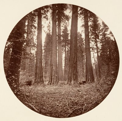 James King of William, Keyston State etc. Calaveras Grove, ca. 1878 by Carleton Emmons Watkins