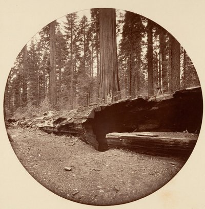 Mammoth Three Grove Hotel, Calaveras Co., Cal. by Carleton Emmons Watkins