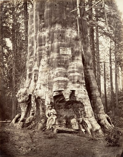 Mother of the Forest by Carleton Emmons Watkins