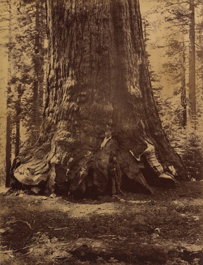Section of the Grizzly Giant with Galen Clark, Mariposa Grove, Yosemite, 1865-66 by Carleton Emmons Watkins
