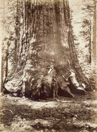 Section of the Grizzly Giant with Galen Clark, Mariposa Grove, Yosemite by Carleton E. Watkins