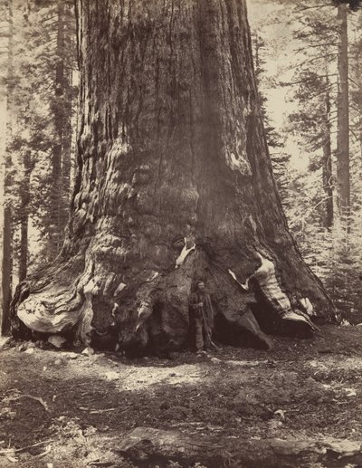 Section of the Grizzly Giant with Galen Clark, Mariposa Grove, Yosemite, 1865-66, Printed ca. 1876 by Carleton Emmons Watkins