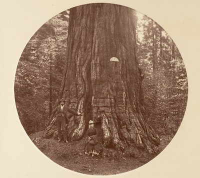 The Empire State - C. Grove, ca. 1878 by Carleton Emmons Watkins