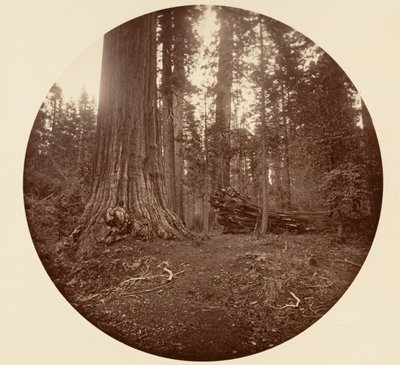 The Father of the Forest - C. Grove by Carleton Emmons Watkins