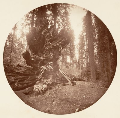 The Father of the Forest - The Horse Back Side, Calaveras Grove by Carleton Emmons Watkins