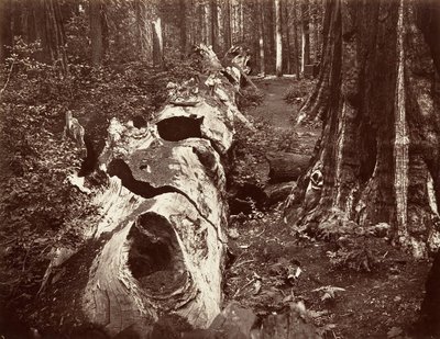 The Father of the Forest, 112 Feet Circumference, Calaveras Grove, 1865-66, Printed ca. 1876 by Carleton Emmons Watkins