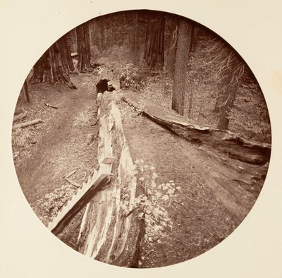 The Father of the Forest 450 Ft Long, C. Grove, ca. 1878 by Carleton Emmons Watkins